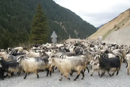 De bouw van de Sibiu-Făgăraș snelweg begint.